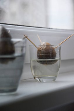 two growings avocado seeds planted by toothpicks in water in cup on window during day