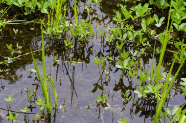 Suda yetişen yeşil bitkiler 