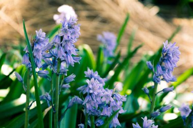 Bahçedeki mor sümbül çiçekleri 