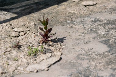 a closeup shot of a young plants on a stone