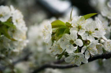 Baharda bir ağacın beyaz çiçekleri