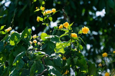 Bahçedeki sarı çiçekler