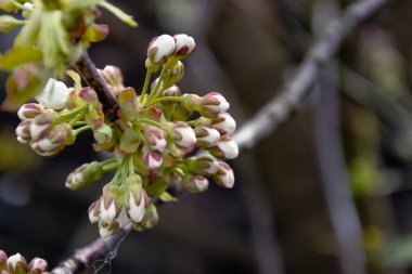 Bahar çiçek bir ağaç üzerinde kapat