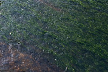 Üst manzara, ince bir katmanın altında donmuş yeşil yosunlar.