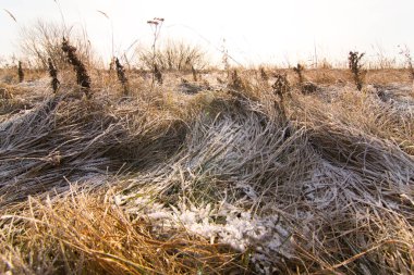 Sarı çimenler birbirinin üstünde yatıyordu.