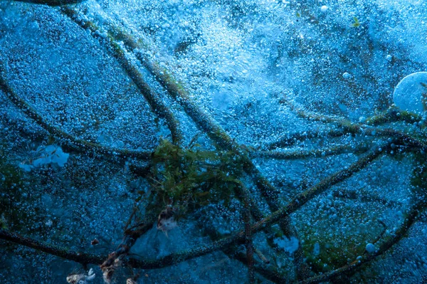 Närbild av gröna stjälkar av undervattensväxter — Stockfoto