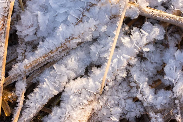 Ovanifrån av isen och flingor av hjorfrost — Stockfoto