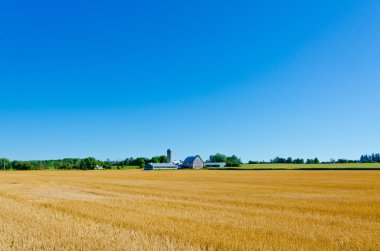 buğday alanının resmi