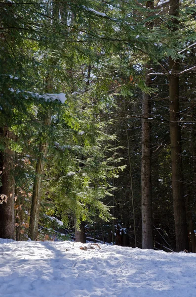 Obraz, kanadyjski lasu — Zdjęcie stockowe