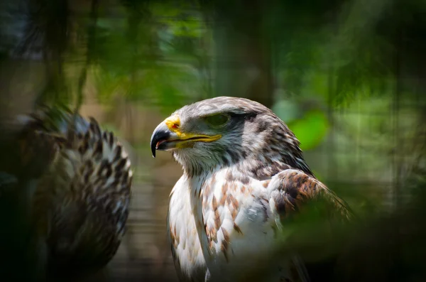 Picture of the Gyrfalcon — Stock Photo, Image