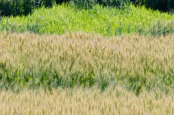 Geel veld van tarwe — Stockfoto