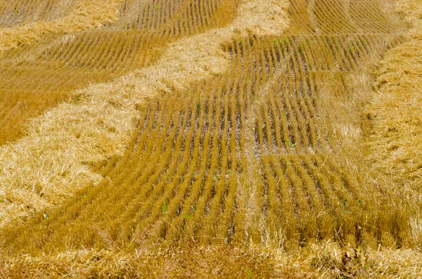 Imagem do campo de trigo — Fotografia de Stock