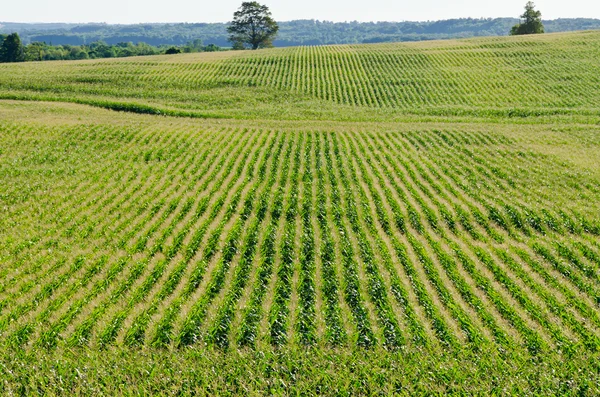 Reihen auf grünen Pflanzen — Stockfoto