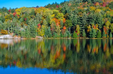 Orman göl üzerindeki gündoğumu
