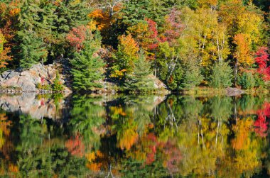 Orman göl üzerindeki gündoğumu