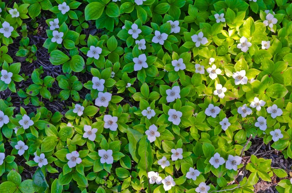 Iris Sibirica på grön bakgrund — Stockfoto