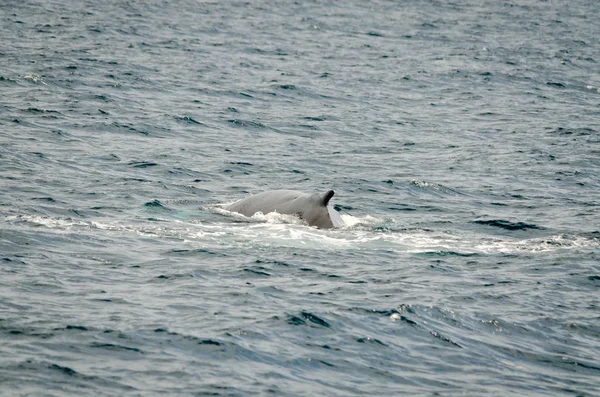 Плавальний Горбатий кит — стокове фото