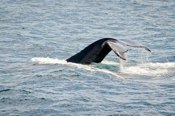 Плавающий горбатый кит — стоковое фото