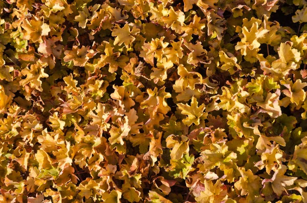 Döda bruna blad — Stockfoto