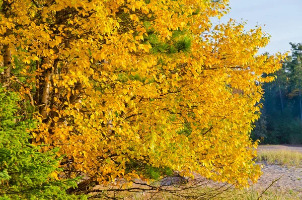 Цветущие деревья осени — стоковое фото