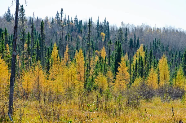 Northern Ontario Forest — Stockfoto