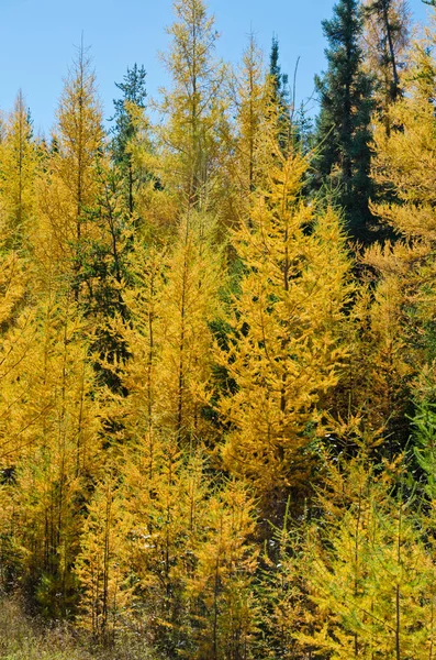 Northern Ontario lasu — Zdjęcie stockowe