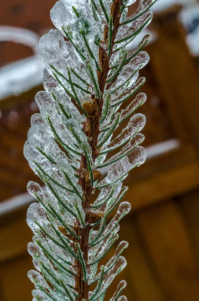 Freezing rain. Pine tree. — Stock Photo, Image