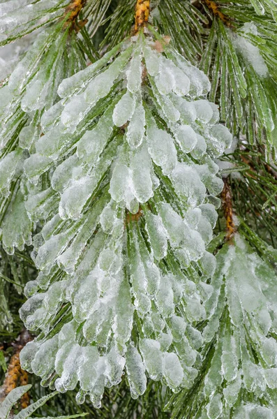 Freezing rain. Canada. — Stock Photo, Image