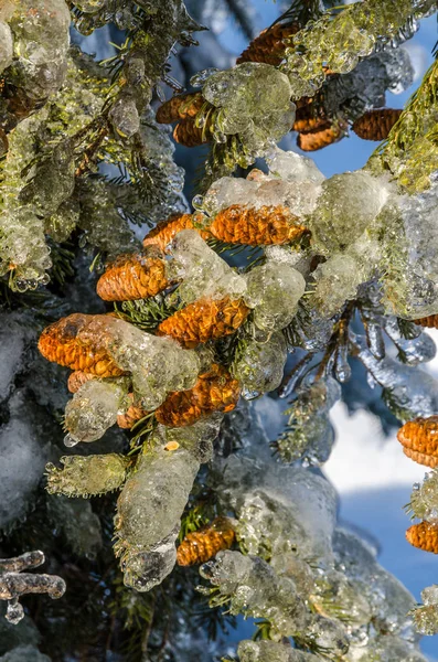 Freezing rain. Canada. — Stock Photo, Image