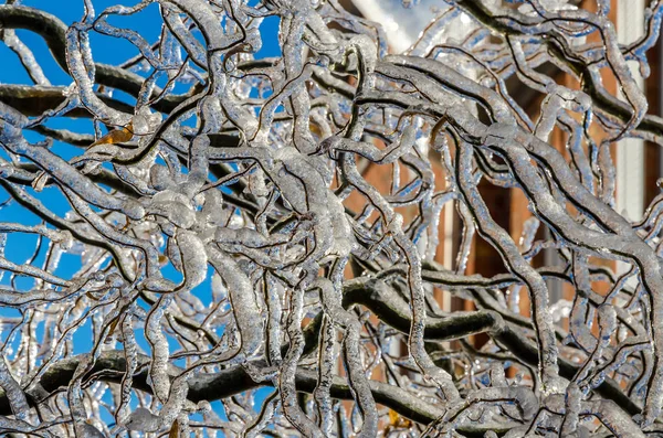 Freezing rain. Canada. — Stock Photo, Image