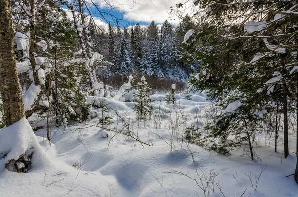 Foresta invernale. Canada . — Foto Stock