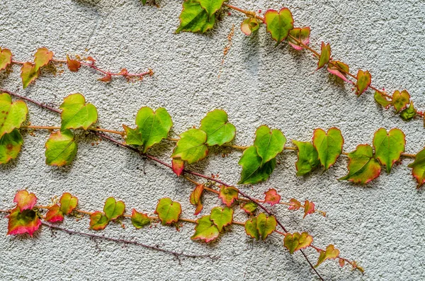 Boston Ivy resmini