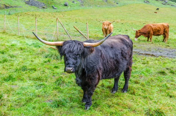 Highland cattle. Norway. — Stock Photo, Image