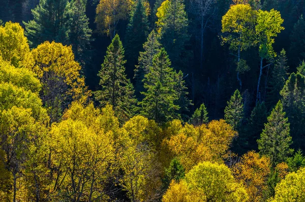 Coloridos árboles en Algonquin Park — Foto de Stock