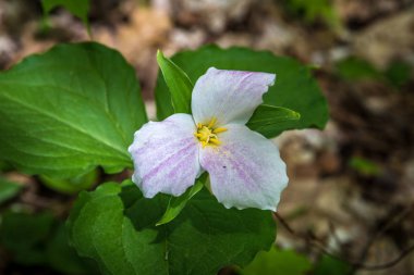 Beyaz Trillium çiçek