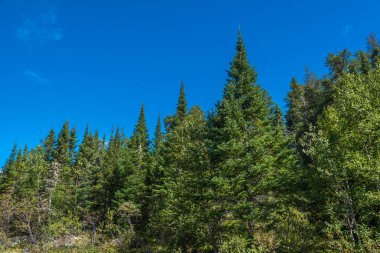 Ontario yeşil orman