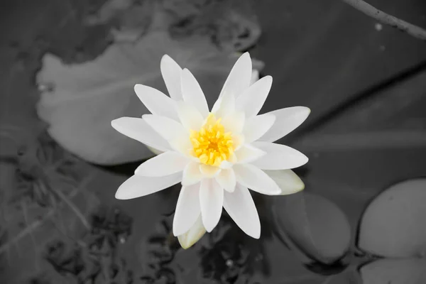 Nymphaea alba fleur — Photo