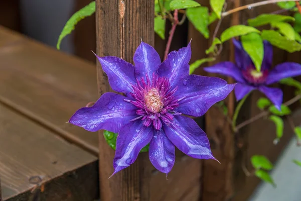 Квітка Клематис синій — стокове фото