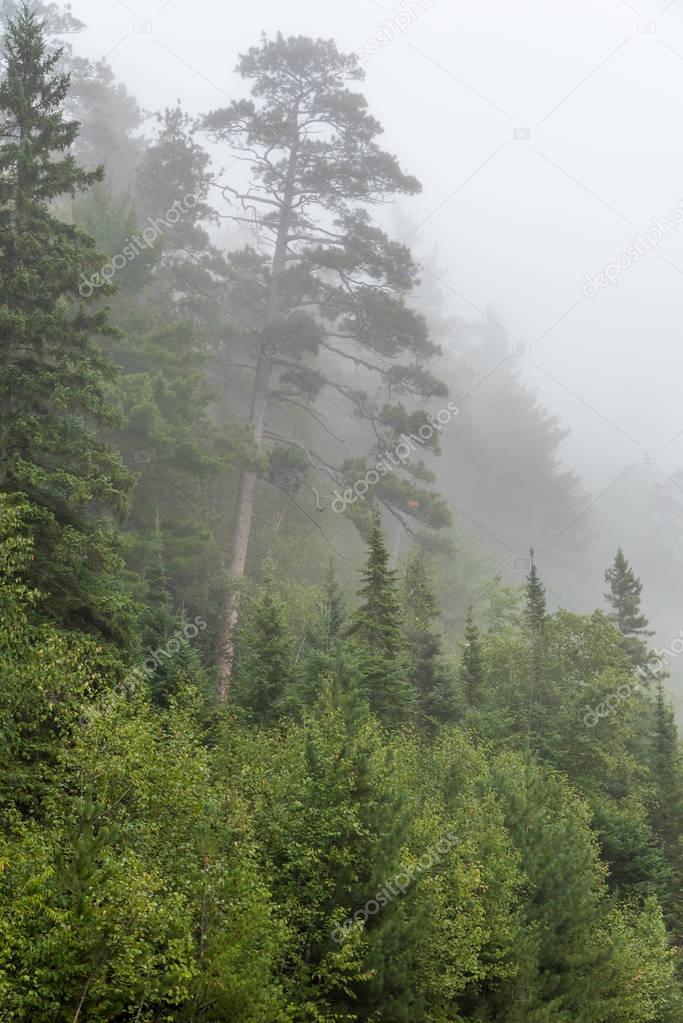 Strong fog. in forest