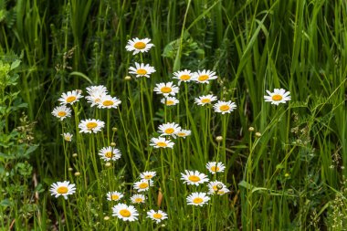 Shasta Daisy çiçekler. 