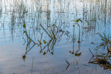 Waterplants Orman Gölü '