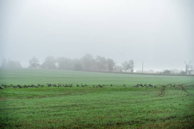 Alanının üstündeki güçlü sis