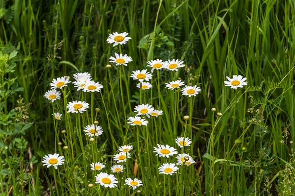 Shasta Daisy flores . — Fotografia de Stock