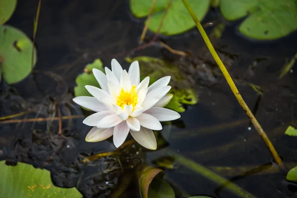 Image de la Nymphaea alba — Photo