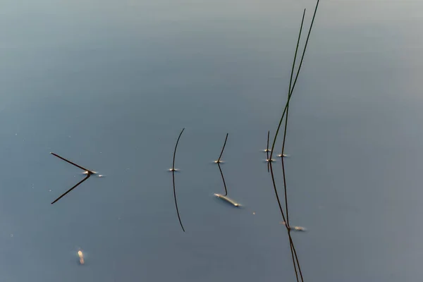 Waterplants in forest lake — Stock Photo, Image