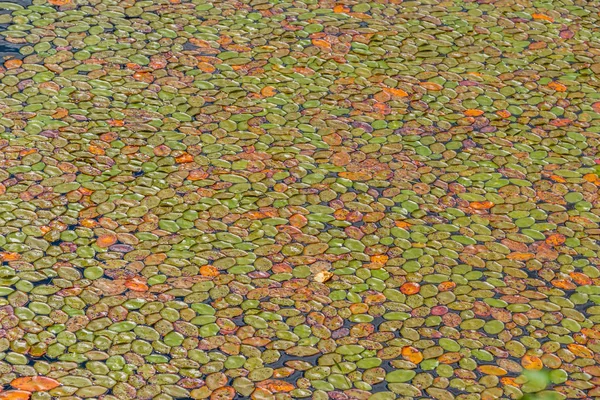 Imagem do lago Floresta — Fotografia de Stock