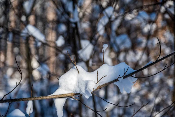 冬の森の写真 — ストック写真