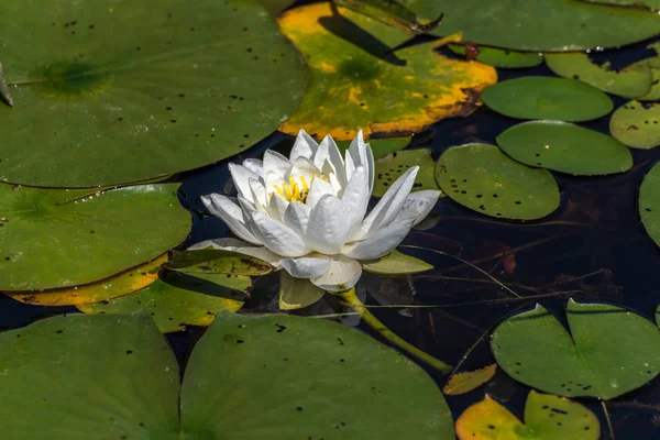 Picture of the Nymphaea alba — Stock Photo, Image