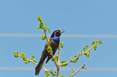 Common Grackle on tree clipart