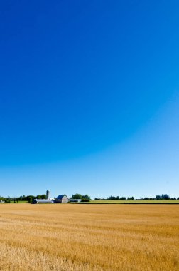 Sarı buğday tarlası